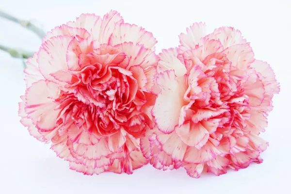 Bouquet Anyelir Latar Belakang Putih — Stok Foto
