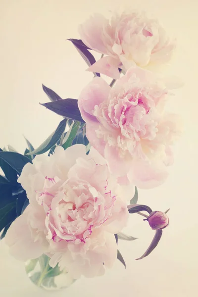 白い背景で隔離の花瓶に牡丹 — ストック写真