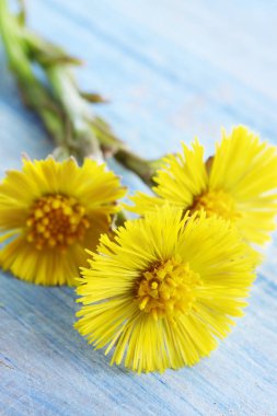 foalfoot mavi boyalı tahta üzerinde buket