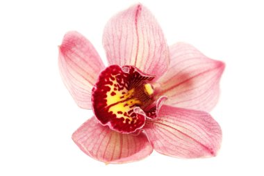 Beyaz arka plan üzerinde izole çiçek phalaenopsis trivento