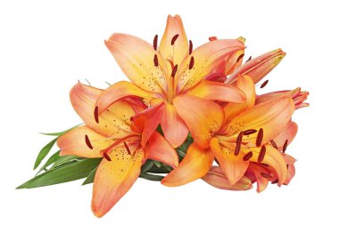 Turuncu lilyum beyaz arka planı izole