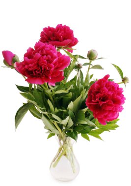 bir Vazoda beyaz zemin üzerine izole Peonies
