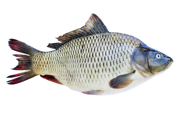 Large Freshwater Fish Carp Isolated White Background — Stock Photo, Image
