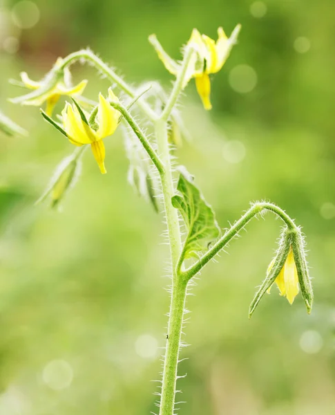 Растущая Ветвь Цветками Помидора — стоковое фото
