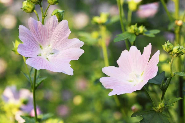 Bir Güzel Lavatera Çiçekler Yabani Ebegümeci Büyüyen — Stok fotoğraf