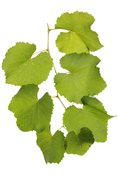 Pobočka Zelenými Listy Hroznů Izolované — Stock fotografie