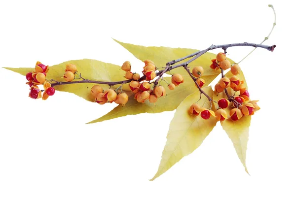 黄色叶子上的灰的浆果 Strahlengriffel — 图库照片