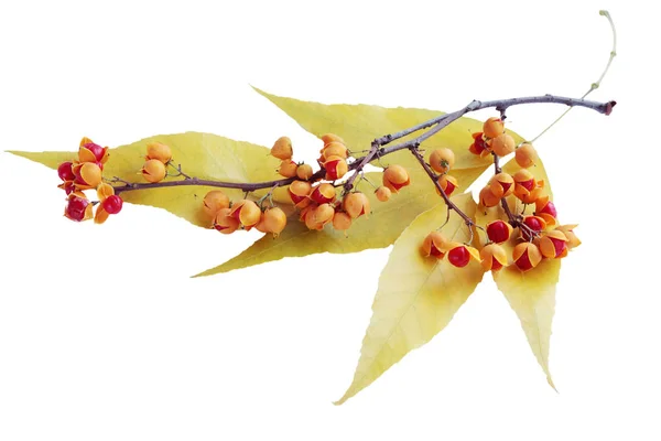 Gelbe Eschenblätter Mit Den Beeren Der Strahlengriffel — Stockfoto