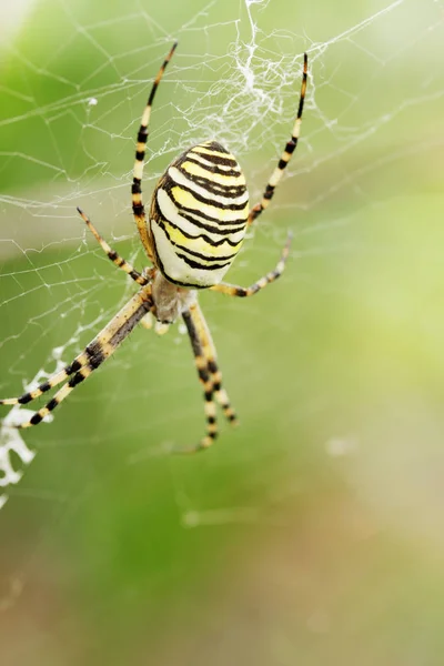 Павук Argiope Bruennichi Плете Павутину — стокове фото