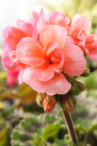 Belle Floraison Géranium Rose Dans Jardin — Photo