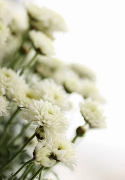Красивые Маленькие Хризантемы Сорта Axima White Тонизированные — стоковое фото