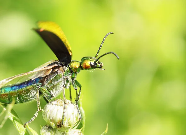 Cantharis Lytta Vesicatoria クローズ アップによって昆虫 — ストック写真