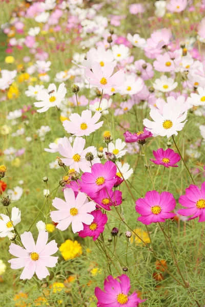 Heldere Zomerbloemen Veld Kosmos Kosmeya — Stockfoto