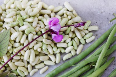 saf taze yeşil fasulye hasat bahçeden