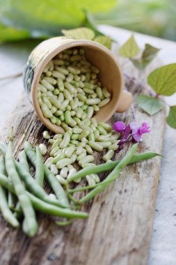 saf taze yeşil fasulye hasat bahçeden