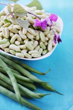 saf taze yeşil fasulye hasat bahçeden