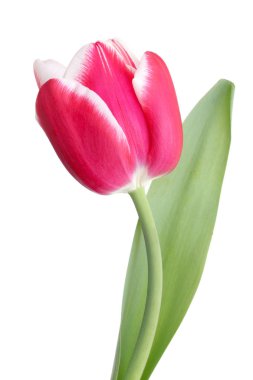 pembe bahar çiçek/Lale beyaz arka planı