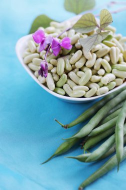 saf taze yeşil fasulye hasat bahçeden