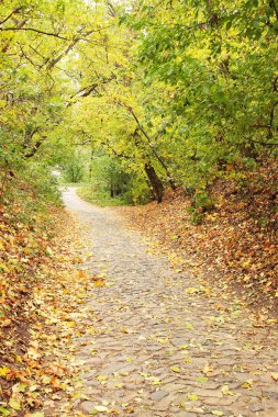 taş bloğu sonbahar park / alley