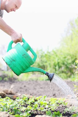Yatak çilek sulama gelen bahçıvan sular