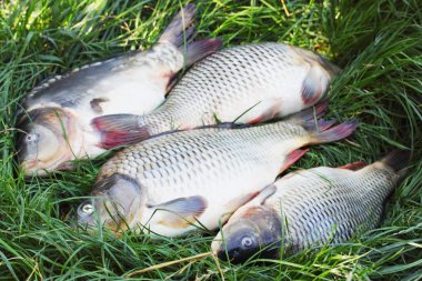 büyük tatlı su balığı çim sazan