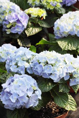 güzel mavi ortanca bush / (Hydrangea macrophylla Bigleaf ortanca)