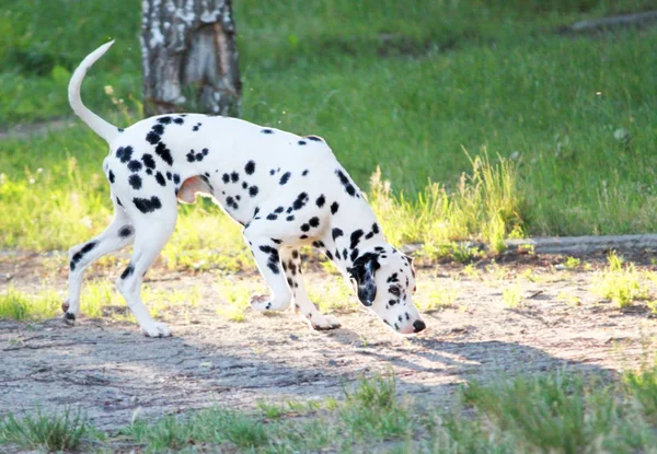 Köpek Türlerin Dalmaçyalı Doğa Genç — Stok fotoğraf