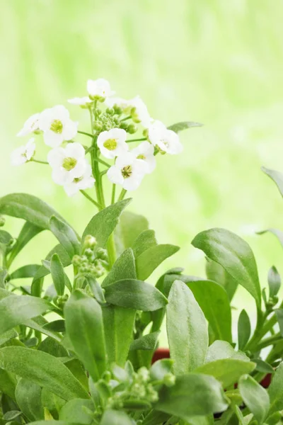 Petite Plante Avec Les Fleurs Blanches Trèfle — Photo