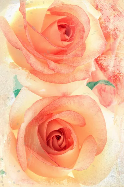 Weicher Vintage Stil Zwei Schöne Rosa Rosen — Stockfoto