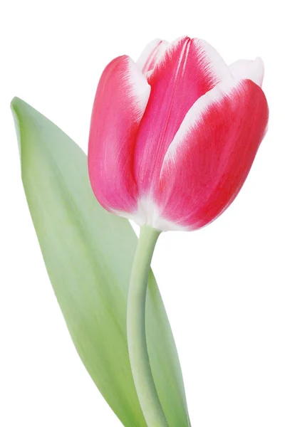 Fiore Primavera Tulipano Sullo Sfondo Bianco — Foto Stock