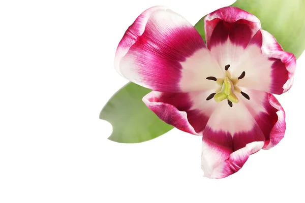 Schöne Tulpe Nahaufnahme Auf Weißem Hintergrund — Stockfoto