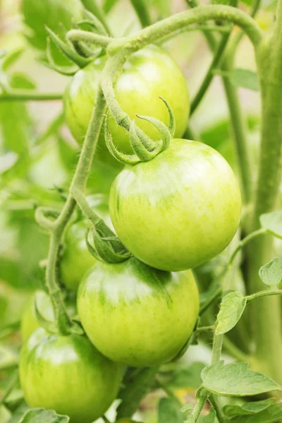 Groeiende Tak Met Groene Tomaten — Stockfoto