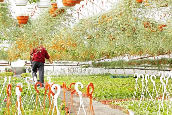 Hombre Derrama Sobre Las Plantas Invernadero — Foto de Stock