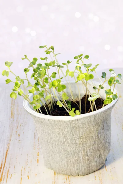 Zaailingen Van Kool Een Kleine Pot — Stockfoto