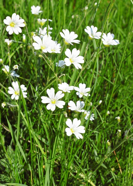 White Madeliefjes Aan Het Frisser Groene Gras — Stockfoto