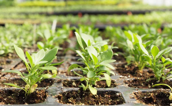 Zaailingen Van Petunia Wordt Geteeld Serre — Stockfoto