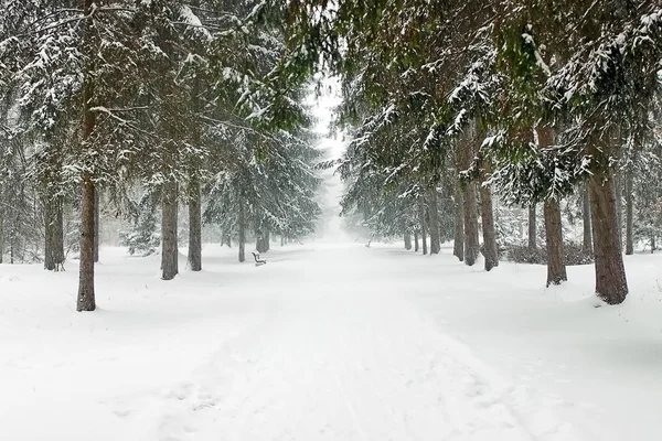 Fir 木から公園の路地 — ストック写真