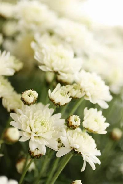 Krásné Malé Chryzantémy Odrůdy Axima Bílá Tónovaný — Stock fotografie