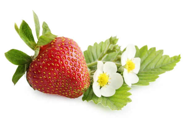 Juicy Strawberry Dengan Daun Dan Bunga Terisolasi — Stok Foto