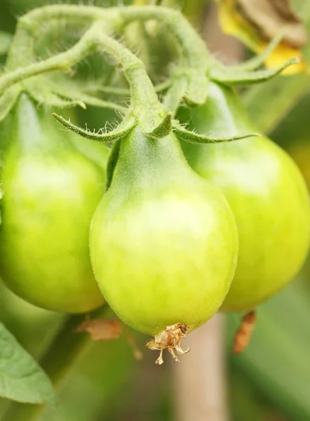 Haste Tomates Verdes Colheita Maturação — Fotografia de Stock