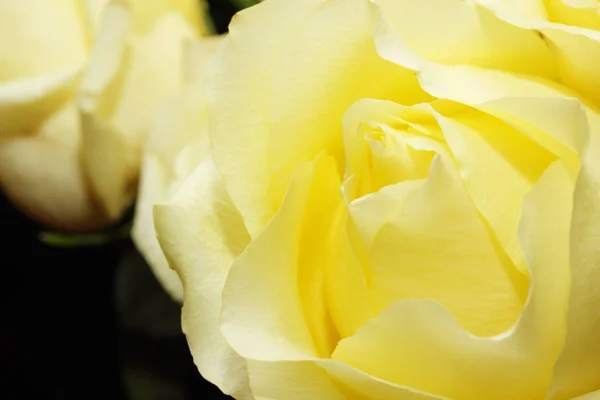 Rosas Amarelas Bonitas Contra Fundo Preto — Fotografia de Stock