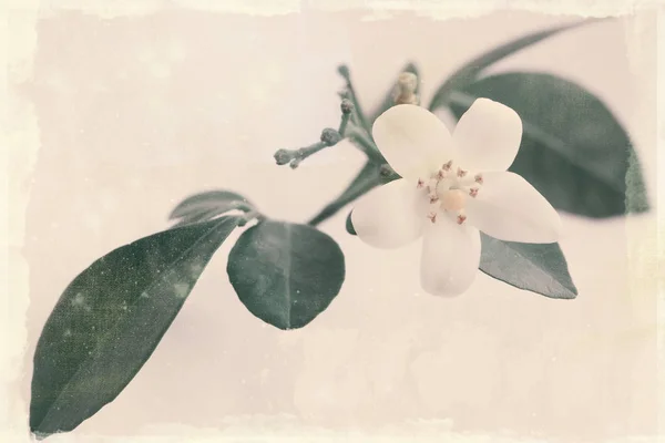 Blume Des Exotischen Japanischen Kaisers Baum Murraya Altes Papier — Stockfoto