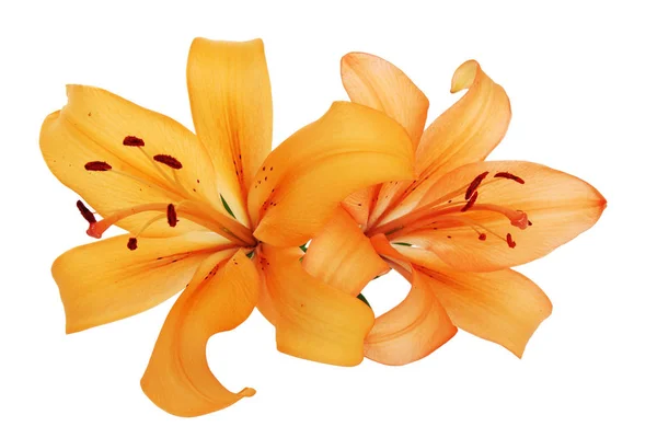 Two Orange Lilies Isolated White Background — Stockfoto