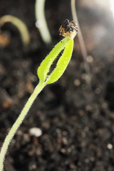 Small Sprout Pepper Ascended Ground — Stock Photo, Image