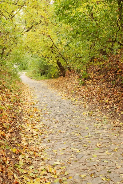 Herfst Esdoorn Steegje Het Bos Met Vallende Bladeren — Stockfoto