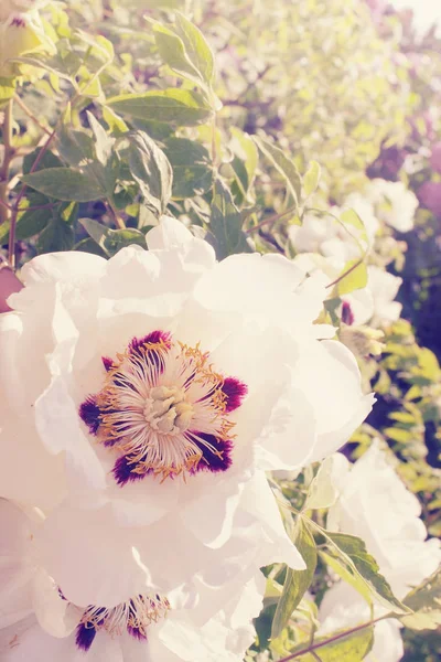 Große Weiße Blume Geblühte Baum Pfingstrose Getönt — Stockfoto