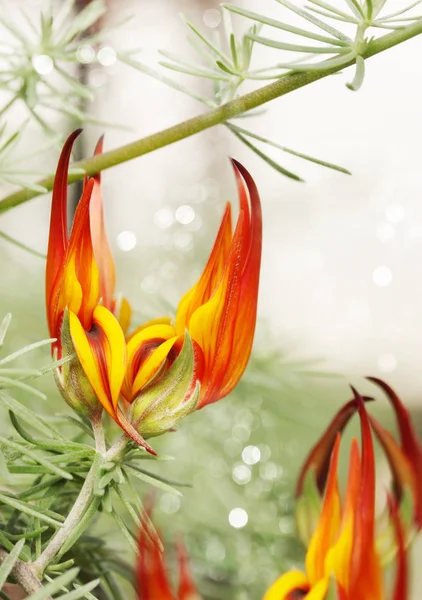 Hermosa Flor Naranja Brillante Exótica Strelitzia —  Fotos de Stock