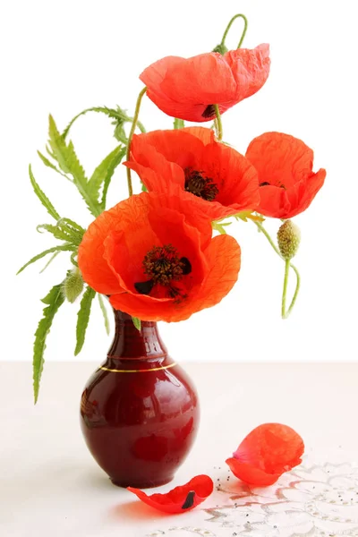 Dry Seeds Poppy Red Poppy Flower — Stock Photo, Image