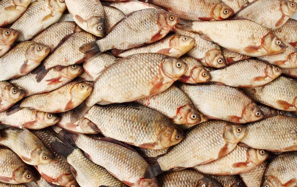 River Fish Carp White Background — Stock Photo, Image