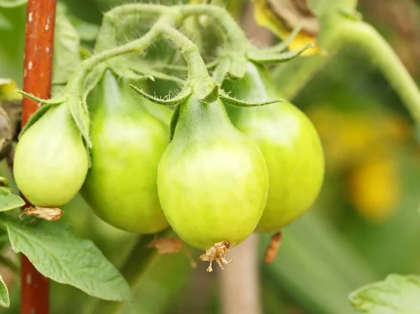 Stiel Von Grünen Tomaten Die Reifende Ernte — Stockfoto